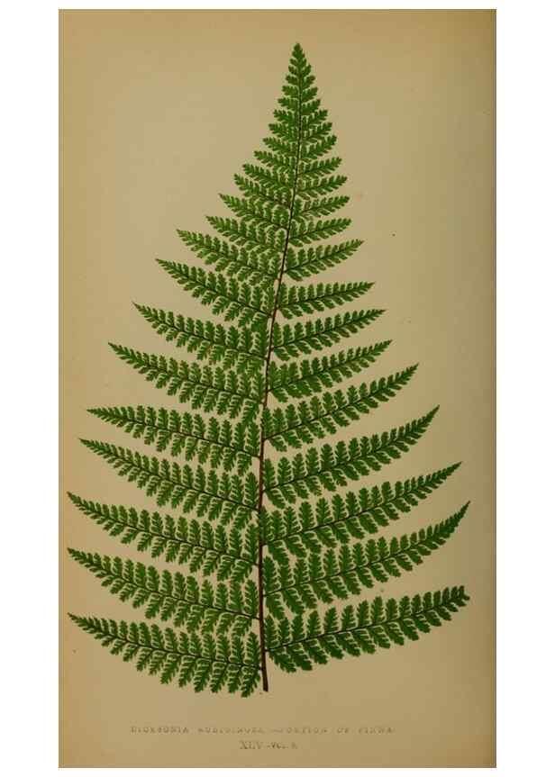 Reproducción/Reproduction 49627960733: Ferns: British and exotic.... London,Groombridge and Sons,1856-60.. 