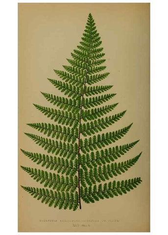 Reproducción/Reproduction 49627960733: Ferns: British and exotic.... London,Groombridge and Sons,1856-60.. 