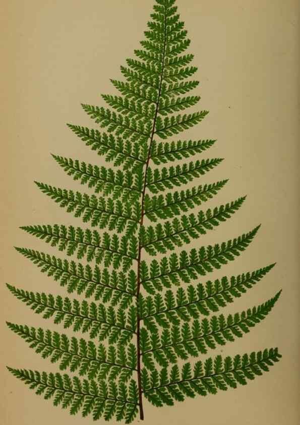 Reproducción/Reproduction 49627960733: Ferns: British and exotic.... London,Groombridge and Sons,1856-60.. 