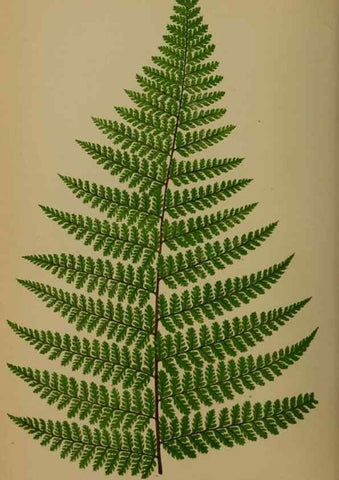 Reproducción/Reproduction 49627960733: Ferns: British and exotic.... London,Groombridge and Sons,1856-60.. 