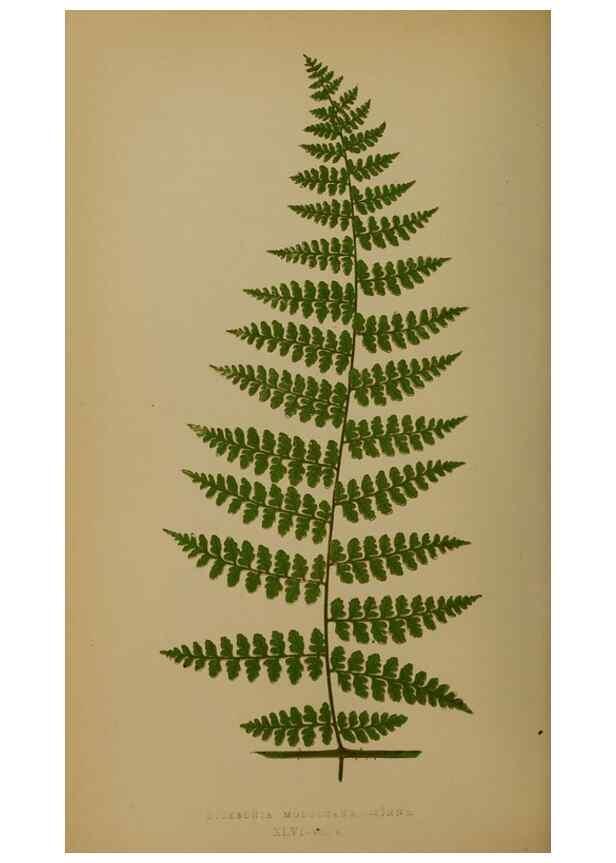 Reproducción/Reproduction 49628480321: Ferns: British and exotic.... London,Groombridge and Sons,1856-60.. 