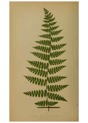 Reproducción/Reproduction 49628480321: Ferns: British and exotic.... London,Groombridge and Sons,1856-60.. 