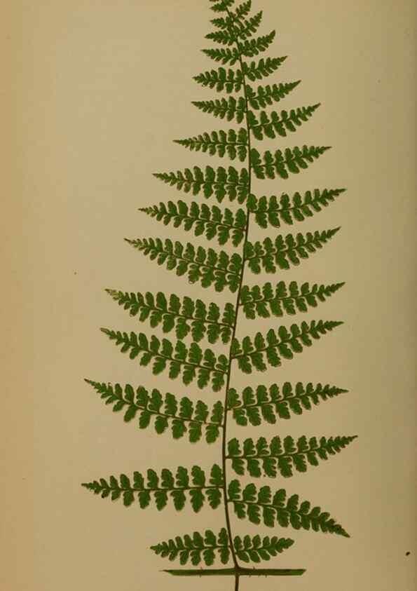 Reproducción/Reproduction 49628480321: Ferns: British and exotic.... London,Groombridge and Sons,1856-60.. 