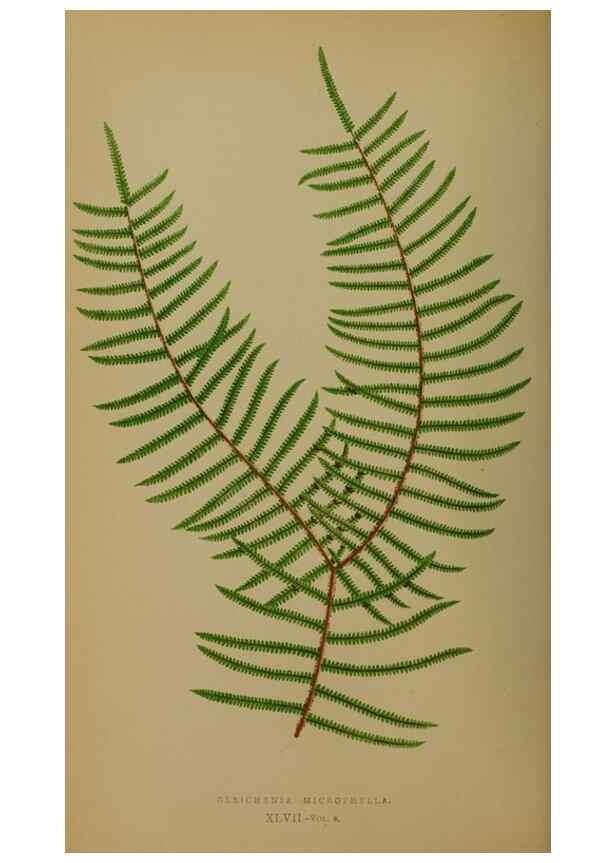 Reproducción/Reproduction 49628480521: Ferns: British and exotic.... London,Groombridge and Sons,1856-60.. 