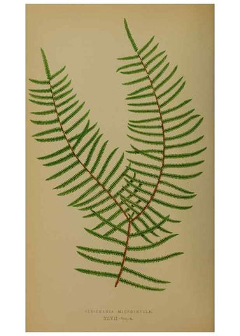 Reproducción/Reproduction 49628480521: Ferns: British and exotic.... London,Groombridge and Sons,1856-60.. 