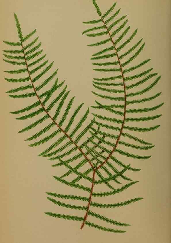 Reproducción/Reproduction 49628480521: Ferns: British and exotic.... London,Groombridge and Sons,1856-60.. 