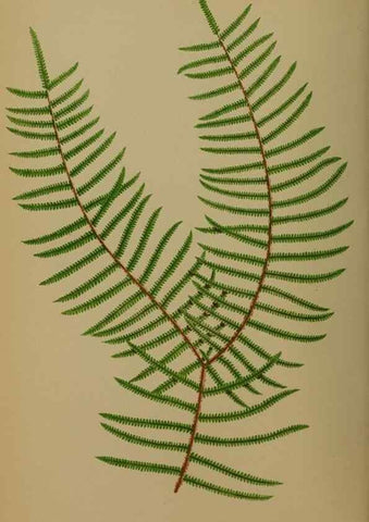 Reproducción/Reproduction 49628480521: Ferns: British and exotic.... London,Groombridge and Sons,1856-60.. 