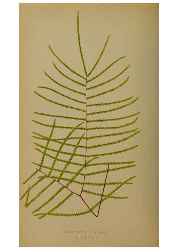 Reproducción/Reproduction 49628754907: Ferns: British and exotic.... London,Groombridge and Sons,1856-60.. 
