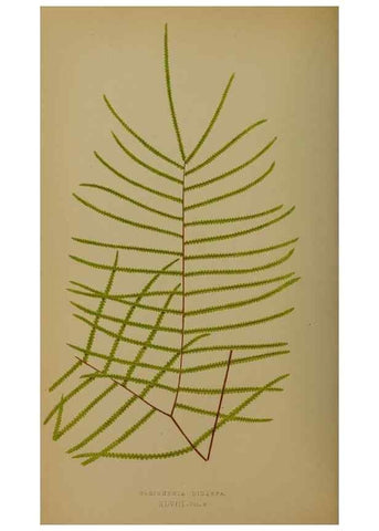 Reproducción/Reproduction 49628754907: Ferns: British and exotic.... London,Groombridge and Sons,1856-60.. 
