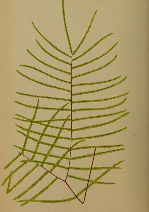 Reproducción/Reproduction 49628754907: Ferns: British and exotic.... London,Groombridge and Sons,1856-60.. 