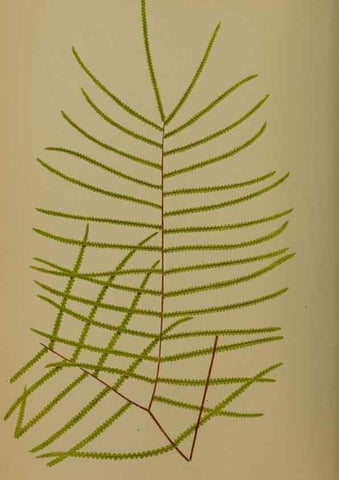 Reproducción/Reproduction 49628754907: Ferns: British and exotic.... London,Groombridge and Sons,1856-60.. 