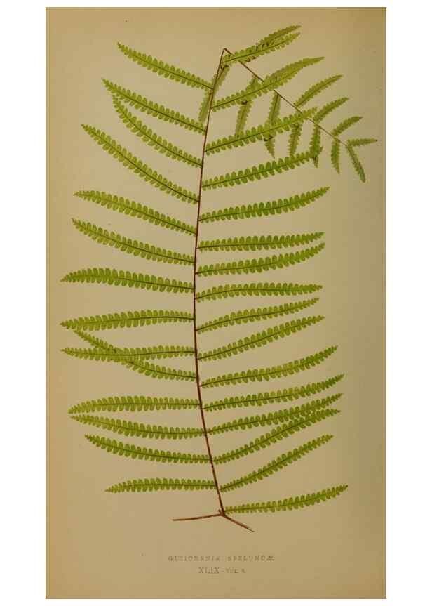 Reproducción/Reproduction 49628755107: Ferns: British and exotic.... London,Groombridge and Sons,1856-60.. 