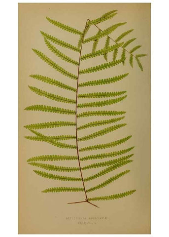 Reproducción/Reproduction 49628755107: Ferns: British and exotic.... London,Groombridge and Sons,1856-60.. 