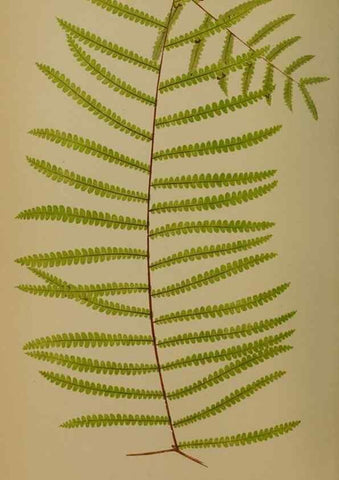 Reproducción/Reproduction 49628755107: Ferns: British and exotic.... London,Groombridge and Sons,1856-60.. 