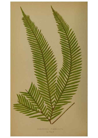Reproducción/Reproduction 49627961578: Ferns: British and exotic.... London,Groombridge and Sons,1856-60.. 