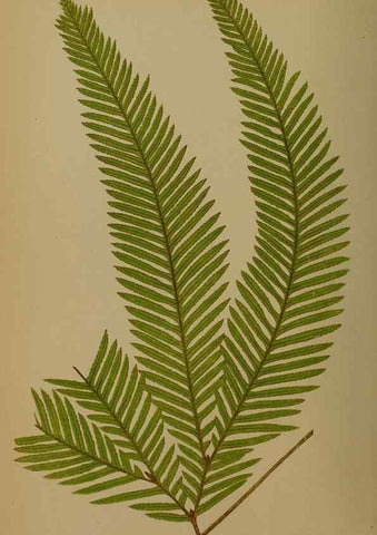 Reproducción/Reproduction 49627961578: Ferns: British and exotic.... London,Groombridge and Sons,1856-60.. 