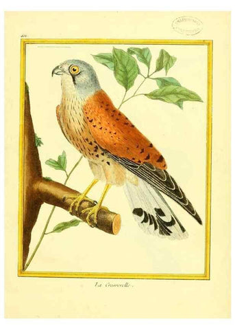 Reproducción/Reproduction 49639294688: Planches enluminées d'histoire naturelle. Paris? :s.n.,1765-1783?. 
