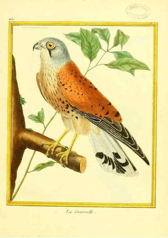 Reproducción/Reproduction 49639294688: Planches enluminées d'histoire naturelle. Paris? :s.n.,1765-1783?. 