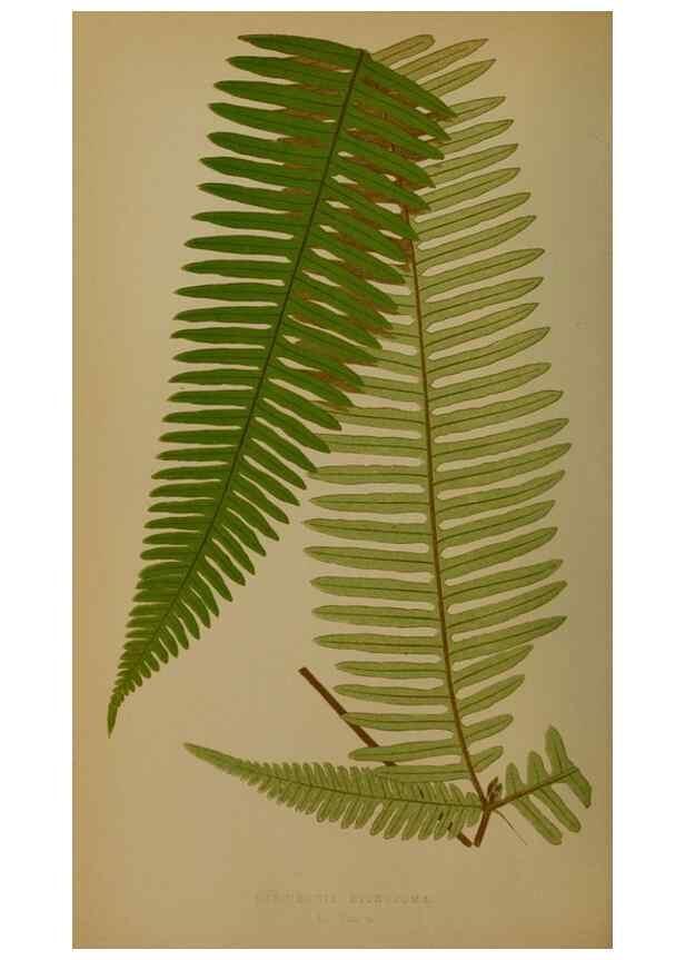 Reproducción/Reproduction 49627961718: Ferns: British and exotic.... London,Groombridge and Sons,1856-60.. 