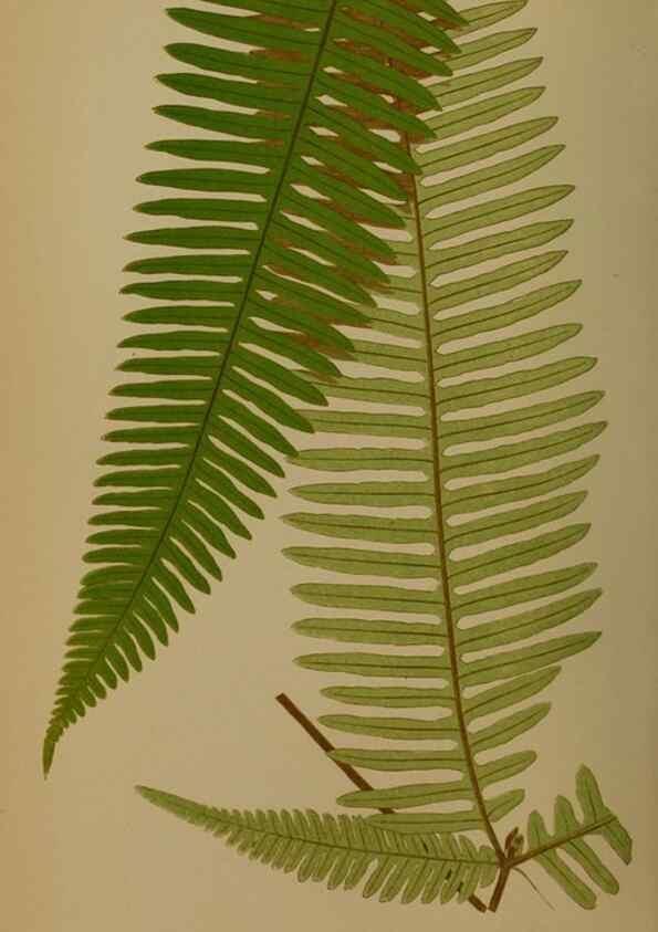 Reproducción/Reproduction 49627961718: Ferns: British and exotic.... London,Groombridge and Sons,1856-60.. 