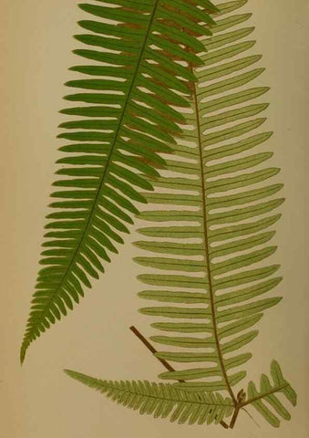 Reproducción/Reproduction 49627961718: Ferns: British and exotic.... London,Groombridge and Sons,1856-60.. 