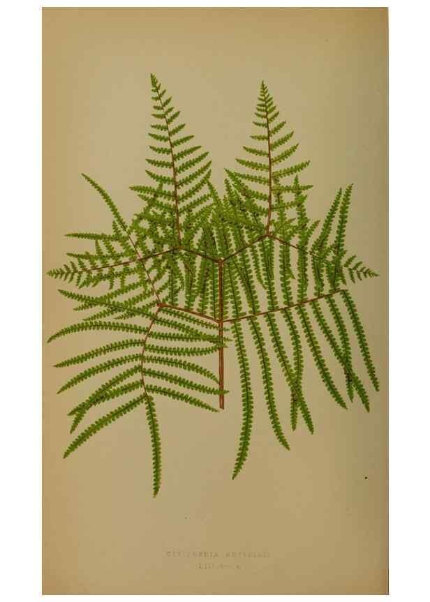 Reproducción/Reproduction 49628755742: Ferns: British and exotic.... London,Groombridge and Sons,1856-60.. 