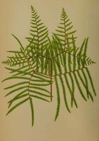 Reproducción/Reproduction 49628755742: Ferns: British and exotic.... London,Groombridge and Sons,1856-60.. 