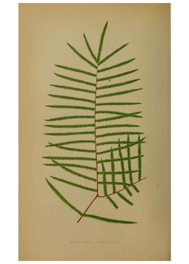 Reproducción/Reproduction 49628481691: Ferns: British and exotic.... London,Groombridge and Sons,1856-60.. 