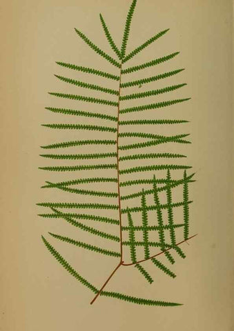 Reproducción/Reproduction 49628481691: Ferns: British and exotic.... London,Groombridge and Sons,1856-60.. 