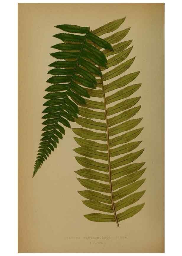 Reproducción/Reproduction 49628755997: Ferns: British and exotic.... London,Groombridge and Sons,1856-60.. 