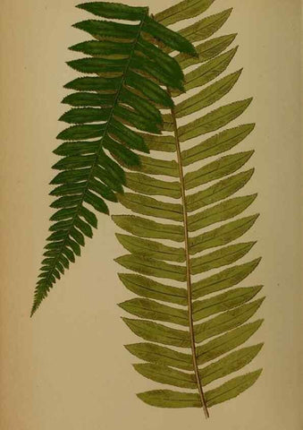 Reproducción/Reproduction 49628755997: Ferns: British and exotic.... London,Groombridge and Sons,1856-60.. 
