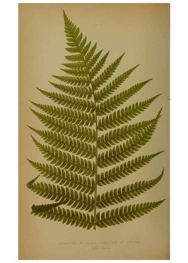Reproducción/Reproduction 49628481976: Ferns: British and exotic.... London,Groombridge and Sons,1856-60.. 