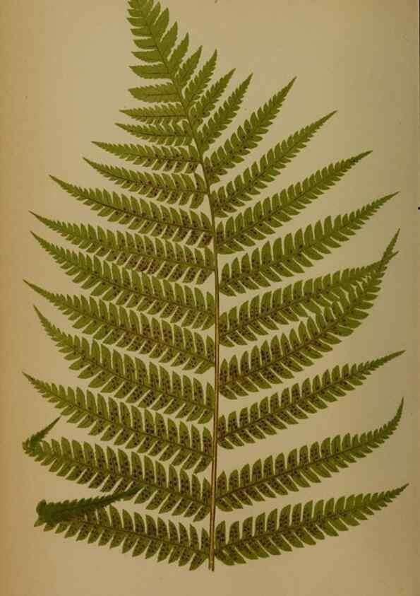 Reproducción/Reproduction 49628481976: Ferns: British and exotic.... London,Groombridge and Sons,1856-60.. 