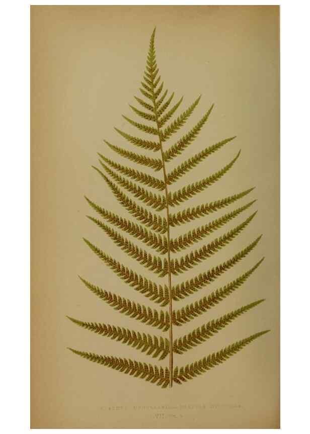 Reproducción/Reproduction 49628756342: Ferns: British and exotic.... London,Groombridge and Sons,1856-60.. 