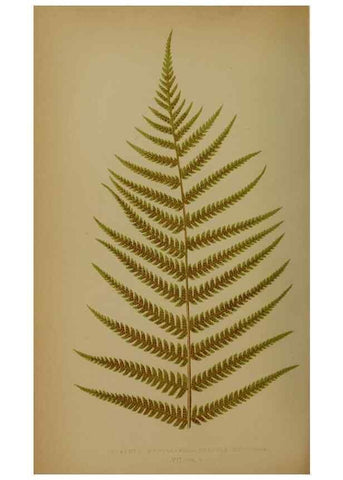 Reproducción/Reproduction 49628756342: Ferns: British and exotic.... London,Groombridge and Sons,1856-60.. 