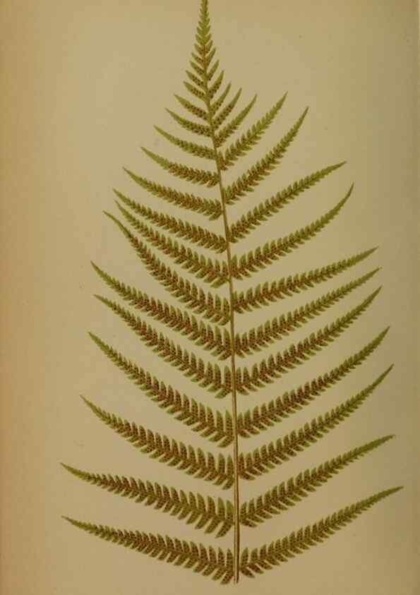 Reproducción/Reproduction 49628756342: Ferns: British and exotic.... London,Groombridge and Sons,1856-60.. 