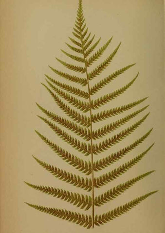 Reproducción/Reproduction 49628756342: Ferns: British and exotic.... London,Groombridge and Sons,1856-60.. 