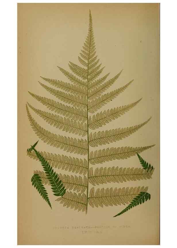 Reproducción/Reproduction 49628756457: Ferns: British and exotic.... London,Groombridge and Sons,1856-60.. 