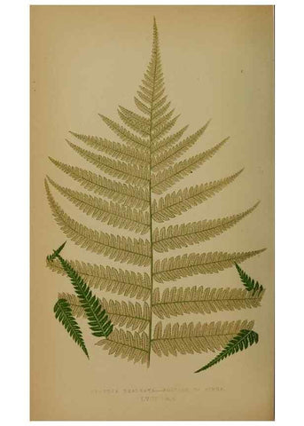 Reproducción/Reproduction 49628756457: Ferns: British and exotic.... London,Groombridge and Sons,1856-60.. 