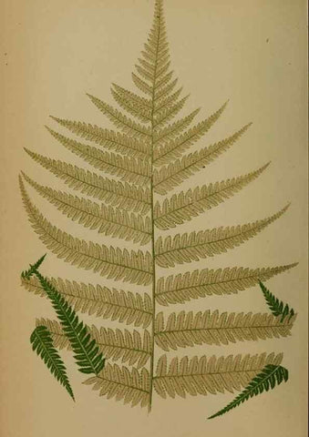Reproducción/Reproduction 49628756457: Ferns: British and exotic.... London,Groombridge and Sons,1856-60.. 