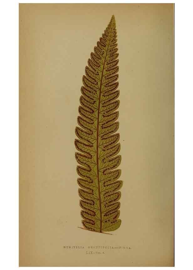 Reproducción/Reproduction 49628756612: Ferns: British and exotic.... London,Groombridge and Sons,1856-60.. 