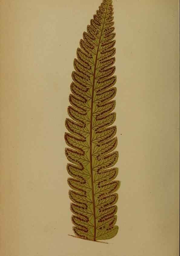 Reproducción/Reproduction 49628756612: Ferns: British and exotic.... London,Groombridge and Sons,1856-60.. 