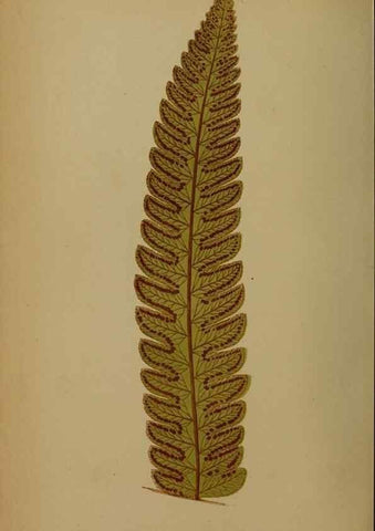 Reproducción/Reproduction 49628756612: Ferns: British and exotic.... London,Groombridge and Sons,1856-60.. 