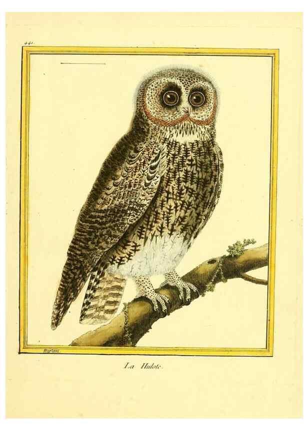Reproducción/Reproduction 49640104527: Planches enluminées d'histoire naturelle. Paris? :s.n.,1765-1783?. 