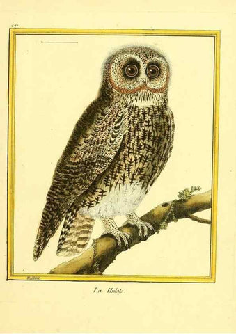 Reproducción/Reproduction 49640104527: Planches enluminées d'histoire naturelle. Paris? :s.n.,1765-1783?. 