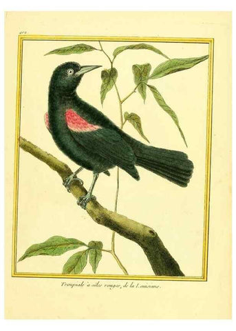 Reproducción/Reproduction 49639820531: Planches enluminées d'histoire naturelle. Paris? :s.n.,1765-1783?. 