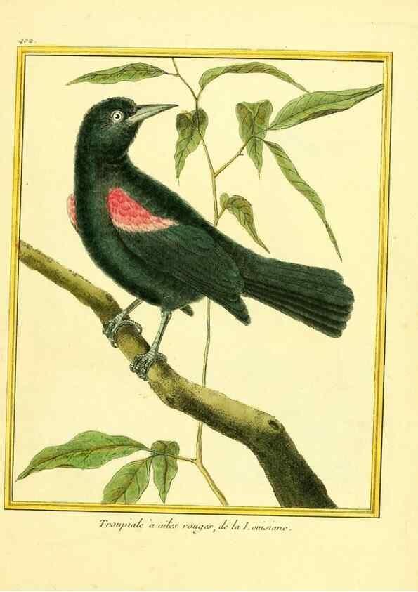 Reproducción/Reproduction 49639820531: Planches enluminées d'histoire naturelle. Paris? :s.n.,1765-1783?. 