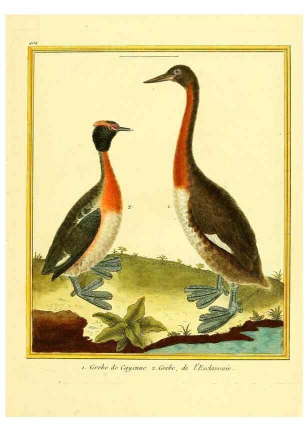Reproducción/Reproduction 49639821006: Planches enluminées d'histoire naturelle. Paris? :s.n.,1765-1783?. 