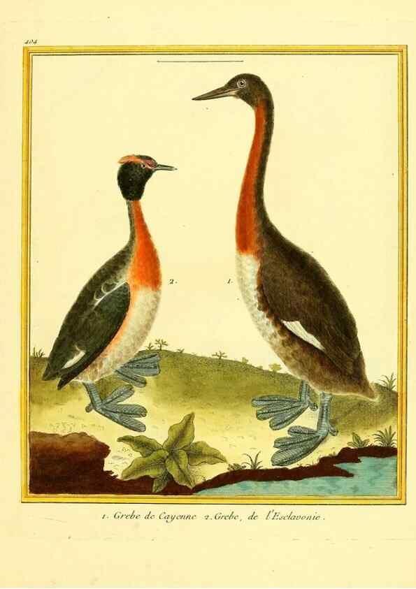 Reproducción/Reproduction 49639821006: Planches enluminées d'histoire naturelle. Paris? :s.n.,1765-1783?. 