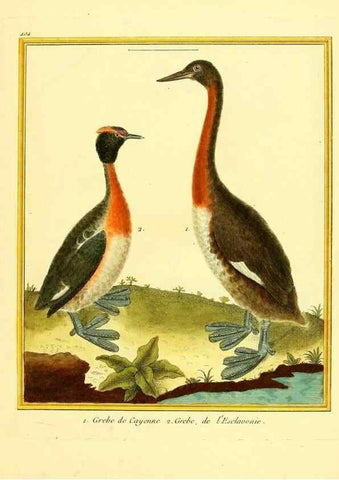 Reproducción/Reproduction 49639821006: Planches enluminées d'histoire naturelle. Paris? :s.n.,1765-1783?. 